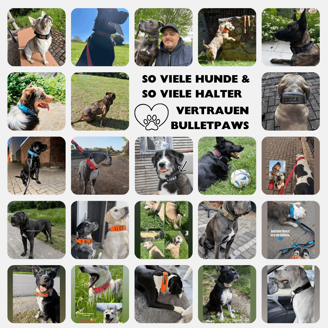 Alpha Starter Set 5cm (Halsband+Leine) - BulletPaws